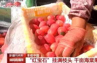 新疆玛纳斯：“红宝石”挂满枝头 千亩海棠果喜获丰收