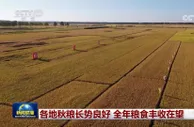 各地秋粮长势良好 全年粮食丰收在望