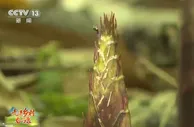 重庆南川·金佛山：万亩竹林采笋忙 生态经济双丰收