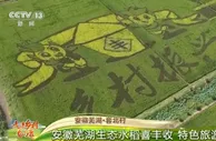 安徽芜湖·套北村：生态水稻喜丰收 特色旅游富乡邻