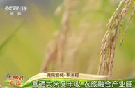湖南安化·木溪村：富硒大米又丰收 农旅融合产业旺
