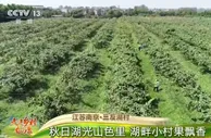 江苏南京·三友湖村：秋日湖光山色里 湖畔小村果飘香
