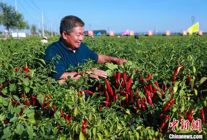 资料图：屯留区辣椒丰收。　李红卫 摄