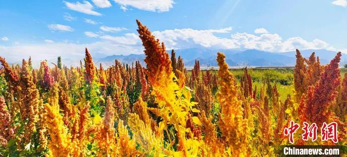 图为柴达木盆地种植的藜麦。　宗布尔 摄