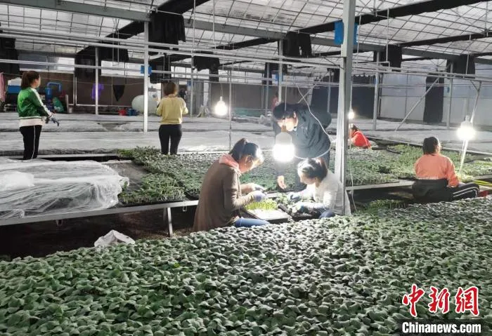 图为杨保顺对农户进行技术指导。　吴琼 摄