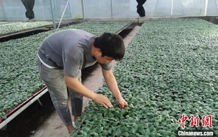 图为马森查看育苗情况。　吴琼 摄