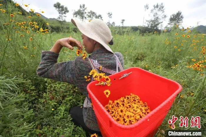 资料图：赫章高原雪菊。　瞿宏伦 摄