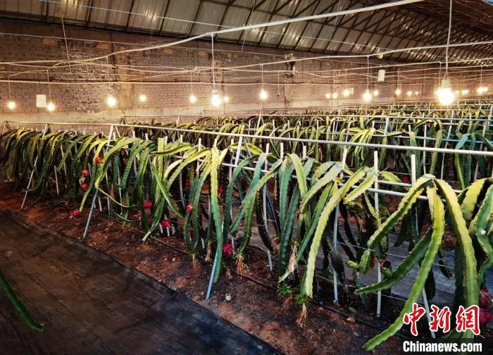 图为古耀堂引进的台湾火龙果品种，在古浪成功种植挂果。(资料图) 丁思 摄