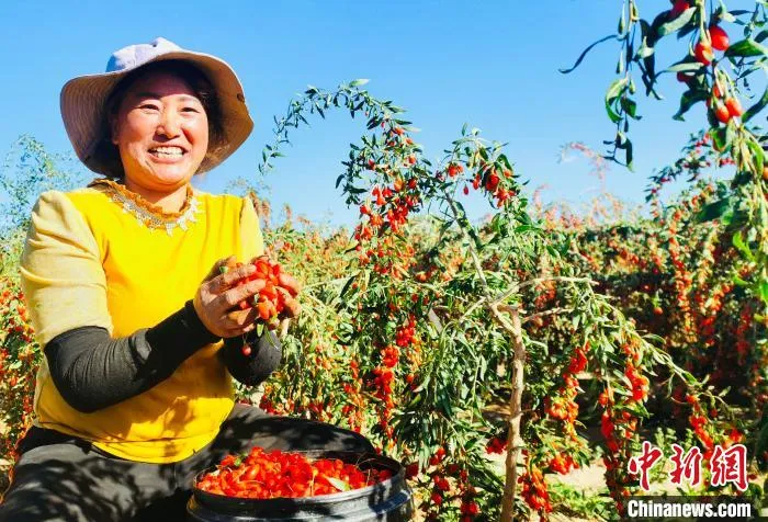 图为农民采摘枸杞。　宗布尔 摄