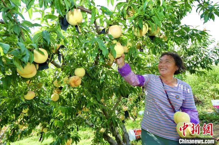 山东泰安果农喜获丰收。(资料图) 陈阳 摄 山东泰安果农喜获丰收。(资料图) 陈阳 摄