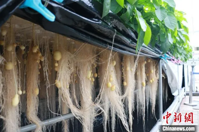 图为定西马铃薯研究所雾培生产原原种。(资料图) 张婧 摄 图为定西马铃薯研究所雾培生产原原种。(资料图) 张婧 摄