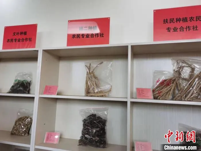 如今,中药材已成为五寨县增收致富的特色产业。 吴琼 摄 如今,中药材已成为五寨县增收致富的特色产业。 吴琼 摄