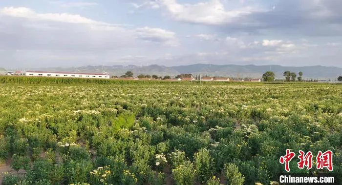 五寨县因地处高原丘陵区,中药材种植优势明显,野生中药材资源丰富。 吴琼 摄 五寨县因地处高原丘陵区,中药材种植优势明显,野生中药材资源丰富。 吴琼 摄