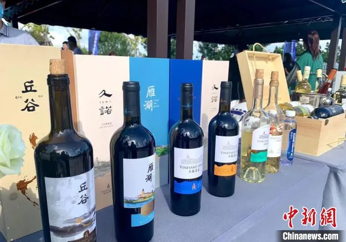 蓬莱产区葡萄酒产业快速发展,年生产能力14万千升。 王娇妮 摄 蓬莱产区葡萄酒产业快速发展,年生产能力14万千升。 王娇妮 摄