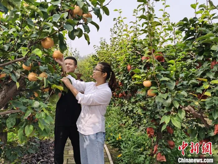 图为游客在采摘黄梨。　王华美 摄