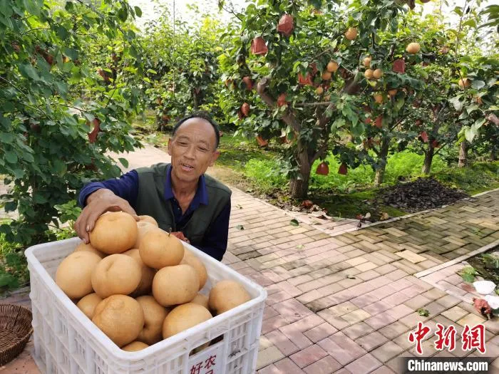 图为梨农种植户在搬运黄梨。　王华美 摄