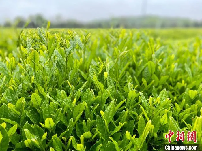 茶树长出嫩叶 项菁 摄