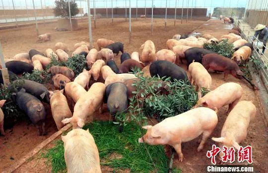 数十头肥猪在啃食树叶和青草。 王成前 摄 数十头肥猪在啃食树叶和青草。 王成前 摄