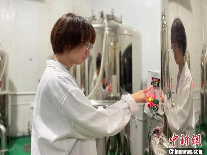 于艳观察液体菌种。　林春茵 摄