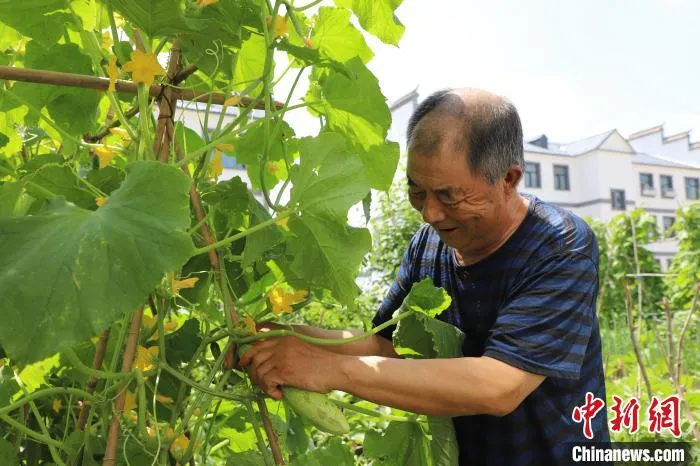 图为刘凤泉在自家小菜园摘黄瓜。　曾令刚 摄