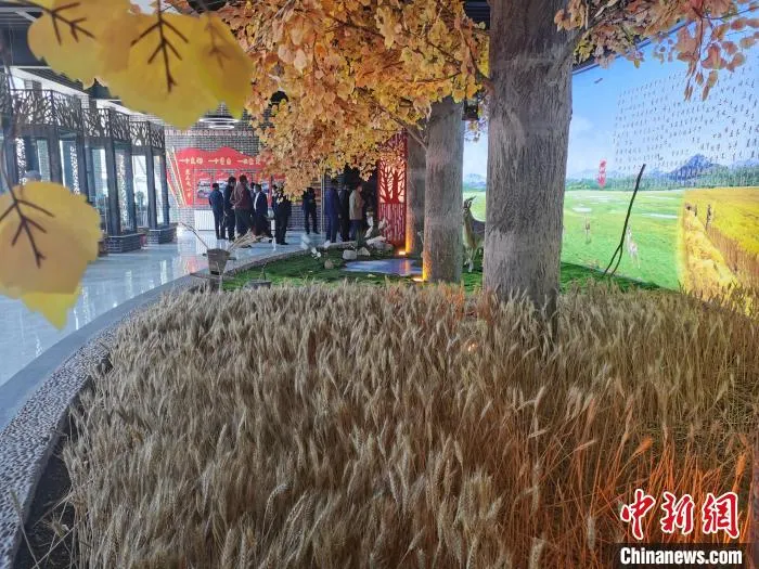 图为西宁市大通县一企业的青稞文化展示。　张添福 摄