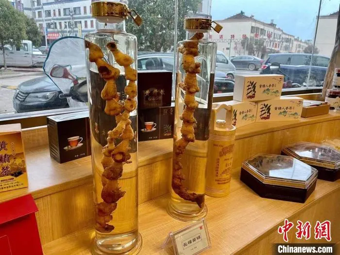 产自磐安的中药材黄精。　张斌 摄