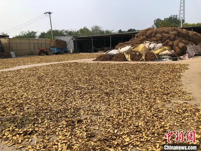 安国市齐村甘草专业合作社正在晾晒的两吨甘草。　郝烨 摄