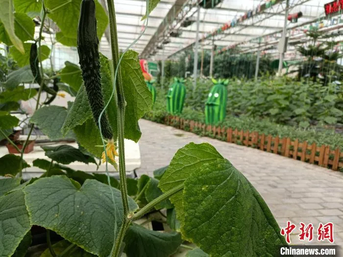 馆陶县“黄瓜小镇”，温室大棚内，各个品种的黄瓜茁壮成长。　王天译 摄