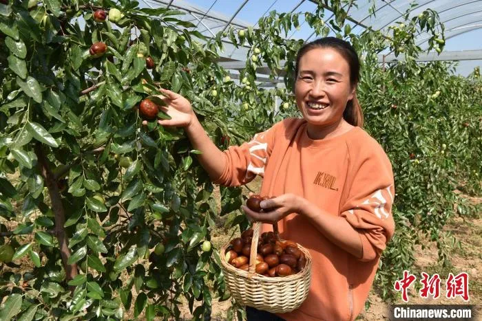 枣农正在采摘红枣。　刘生锋 摄