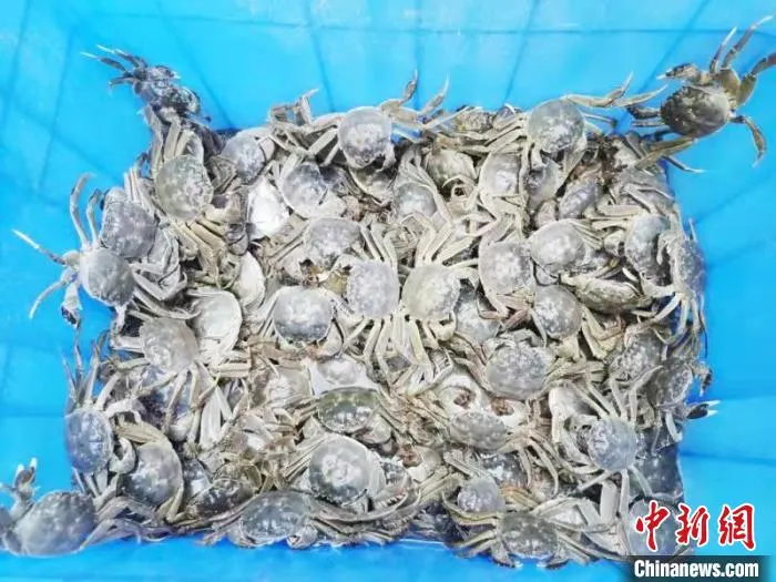 为了给螃蟹提供丰富的营养，张德鹏每天定量投喂饼粕、土豆、小麦等饲料。　安涛 摄