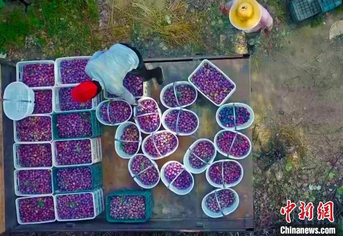 金秋时节，新疆巴州和硕县1.3万亩西梅迎来成熟采收季。　王荣曌玺 摄