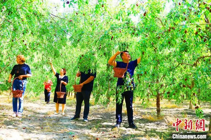 “访惠聚”工作队队员和村干部们帮赛提尼牙孜·哈力克采摘红枣。　刘艳敏 摄