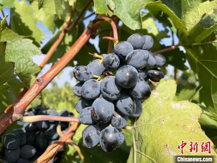 贺兰山东麓产区酿酒葡萄。　石羽佳 摄