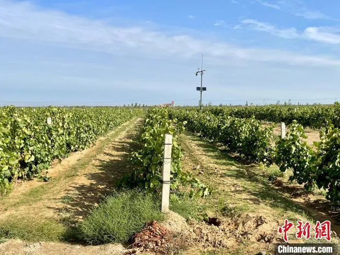 贺兰山东麓产区葡萄园。　石羽佳 摄