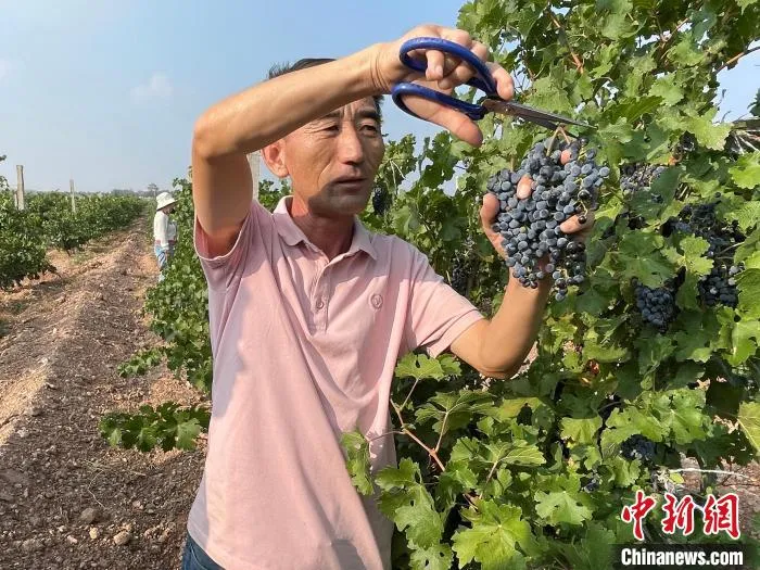 贺兰山东麓葡萄酒产区迎来一年中最忙碌的采摘季和榨季。　石羽佳 摄