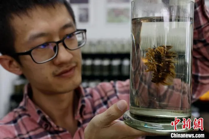 图为云百草实验室博士研究生正在观察新采集的虫草。　李嘉娴 摄