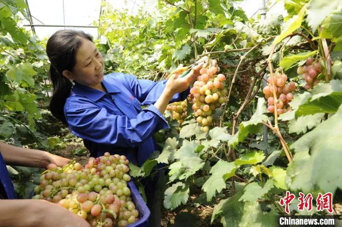 图为村民正在采摘葡萄。　葛宇鑫 摄