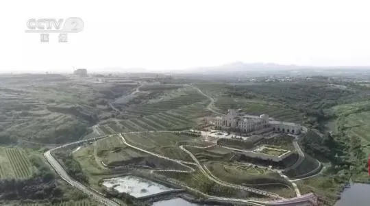 乡村振兴看一线 | 山东蓬莱：8万亩酿酒葡萄丰收 小葡萄串起大产业