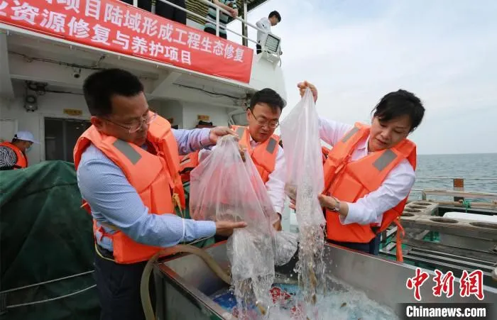 图为增殖放流现场。　郭嘉启 摄