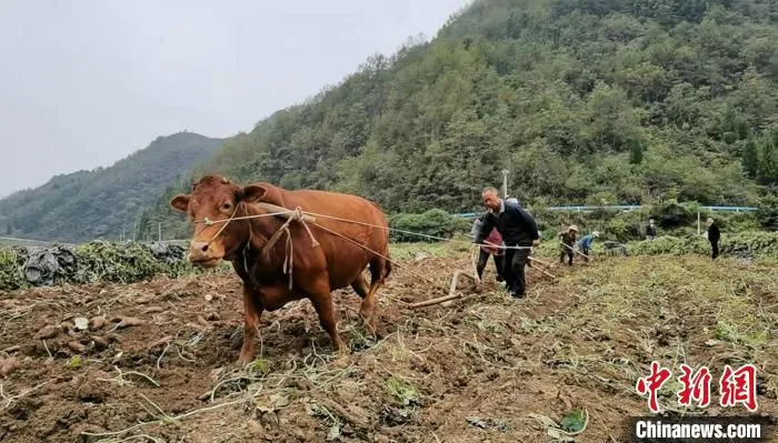 图为民众抢收红薯。　鲁毅 摄