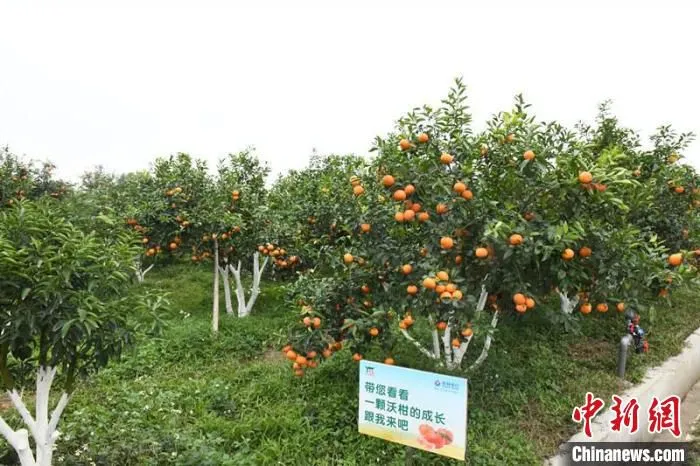 图为挂满沃柑的果树 林浩 摄