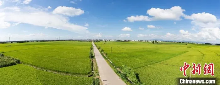 田长制的推行将有助于落实最严格的耕地保护制度。图为广西宾阳县古辣镇永久基本农田保护区。　周燕芳 摄