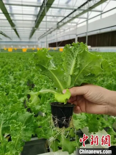 使用无土栽培技术种植的蔬菜 樊中华 摄