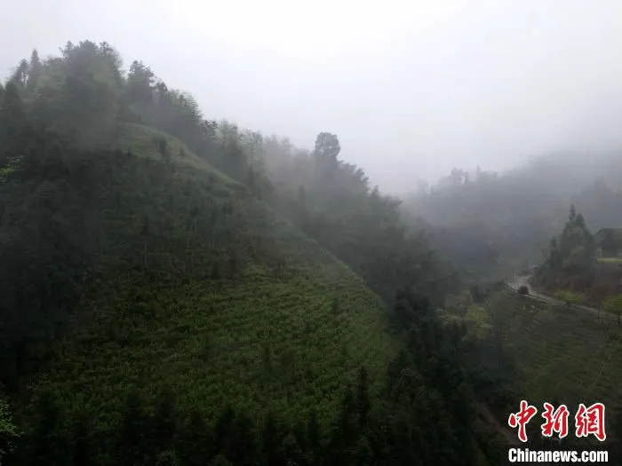 高马二溪村高山上的茶园。　付敬懿 摄