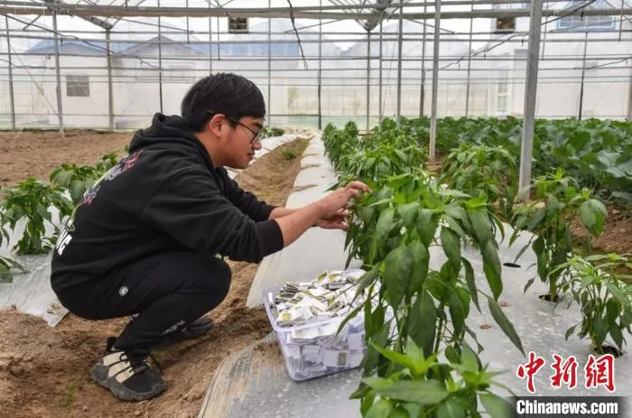 一名农技人员将异色瓢虫卵卡放置到辣椒苗上 范宇斌 摄