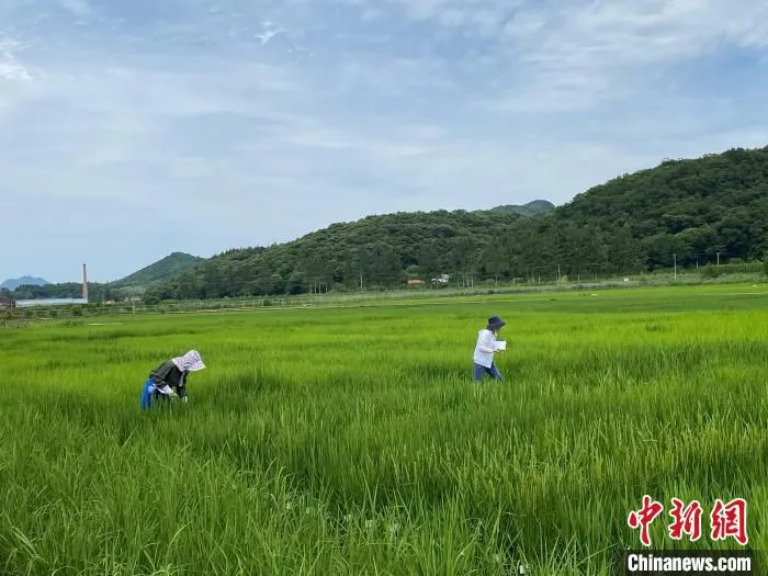 稻瘟病田间调查。　王远征供图