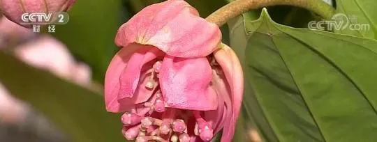 节前看消费 | 广州：春节临近 年桔、绿植再度成为节前热销品