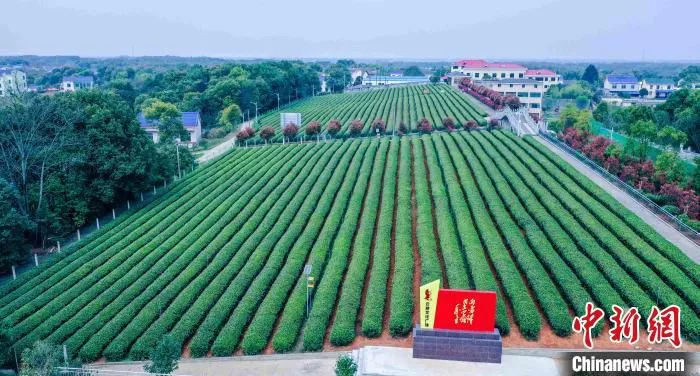 望城区处于中国名优茶黄金产业带，现有茶叶栽培面积2万亩。望城融媒体供图
