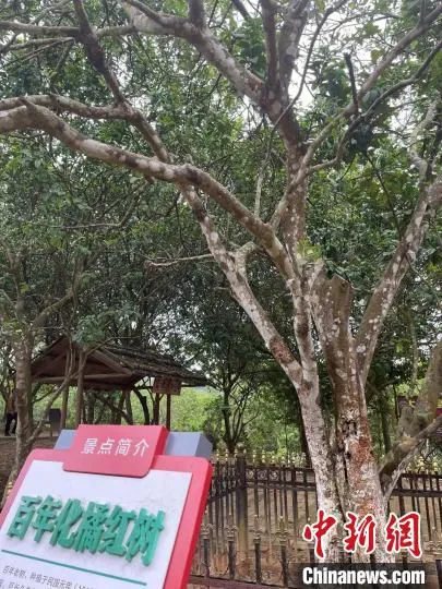 百年化橘红古树 柯学潜 摄