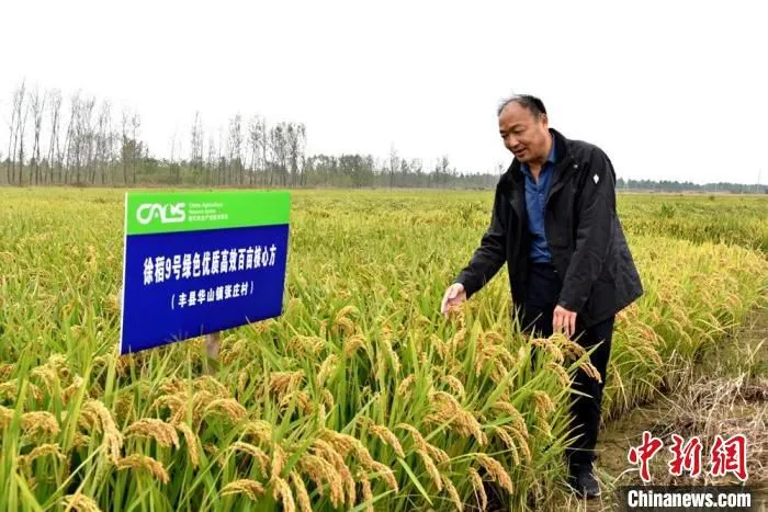 在大沙河东岸的徐稻9号绿色优质高效百亩核心方，亚夫工作站特派员农业专家朱伟几乎每天都到水稻田查看。　朱志庚 摄